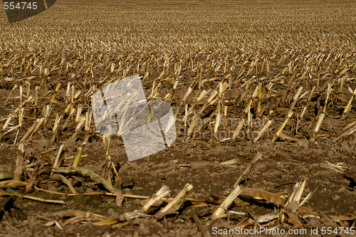 Image of Corn field