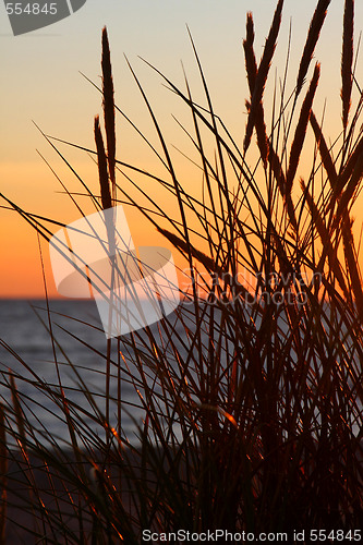 Image of Grass and sunset