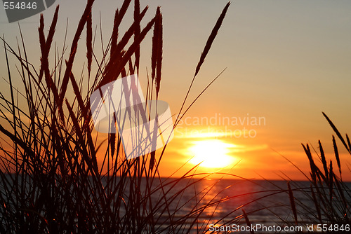 Image of Grass and sunset