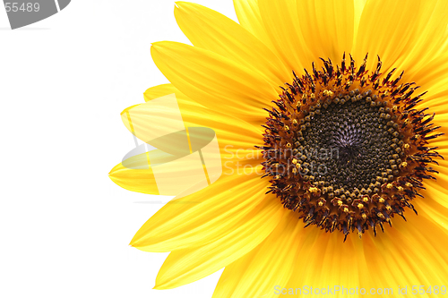 Image of sunflower