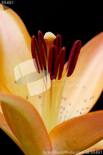 Image of lily macro over black