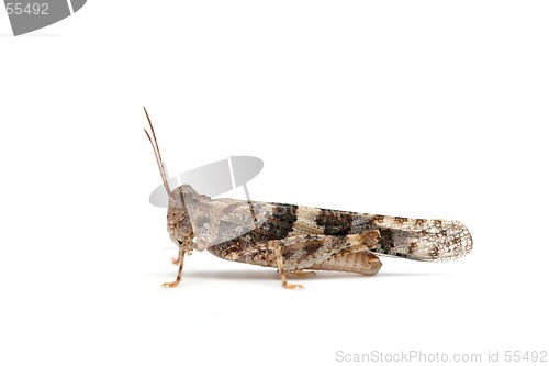 Image of grasshopper