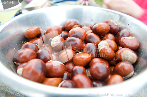 Image of autumn chestnuts