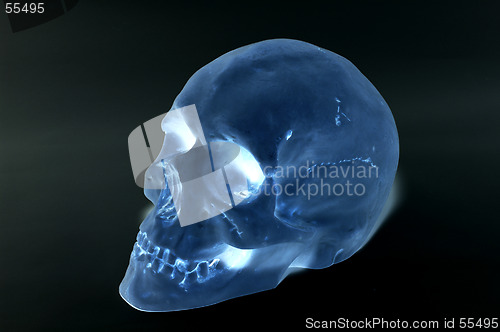 Image of Skull