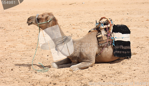 Image of camel