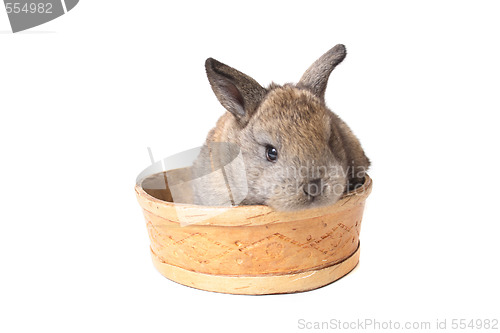 Image of rabbit