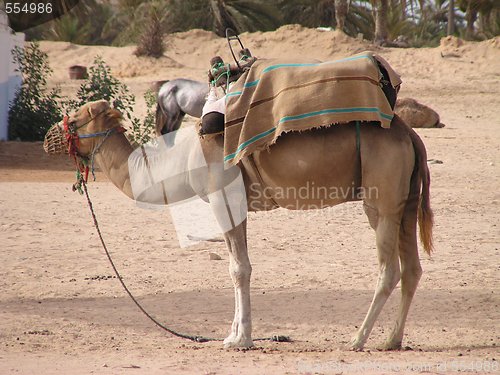 Image of camel