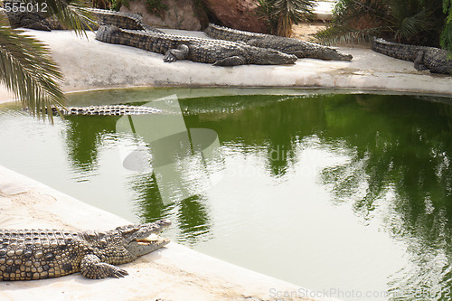 Image of crocodile farm 