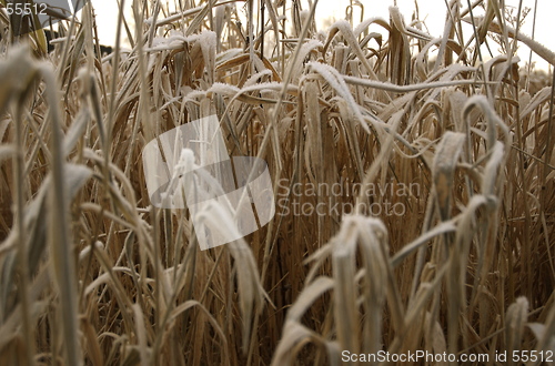 Image of Frozen Grass