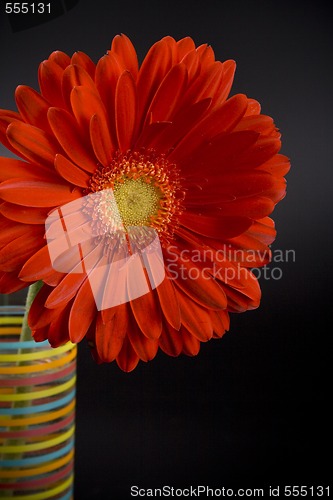 Image of red gerbera