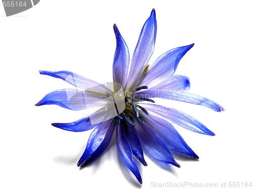 Image of blue flower