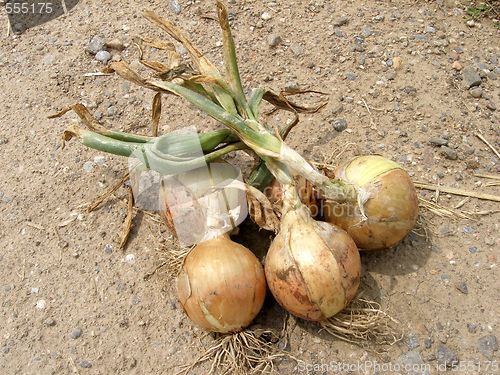 Image of onions