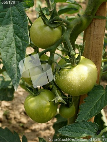 Image of tomato