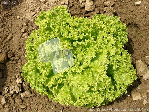 Image of salad