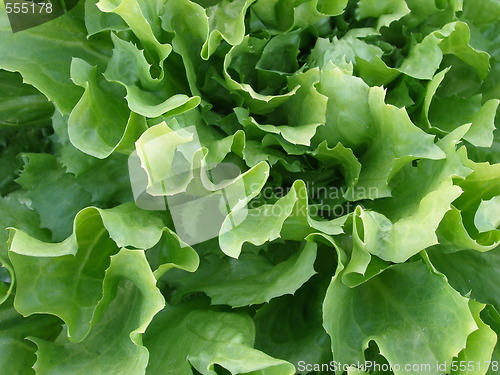 Image of salad