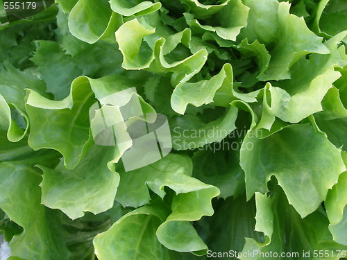 Image of salad
