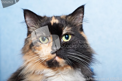 Image of Cat portrait