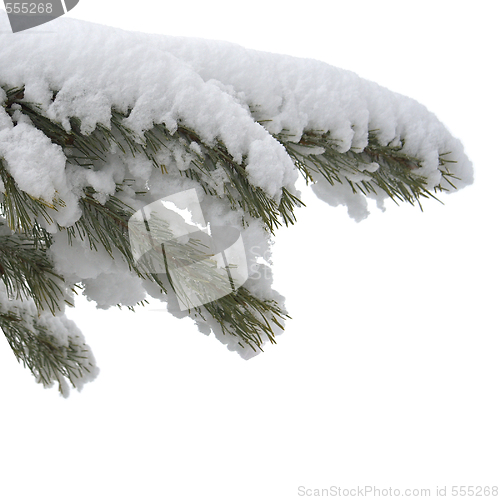 Image of branch under snow