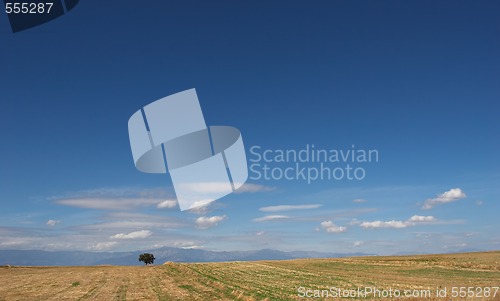 Image of desert landscape with lone tree