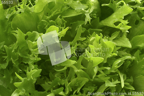 Image of Lettuce