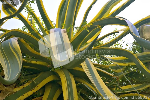 Image of big agave
