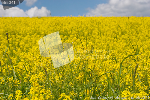 Image of yellow meadow