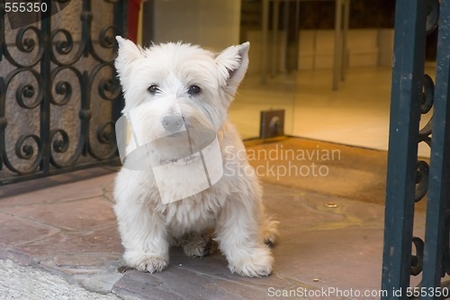 Image of white little dog