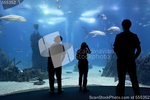 Image of people in oceanarium