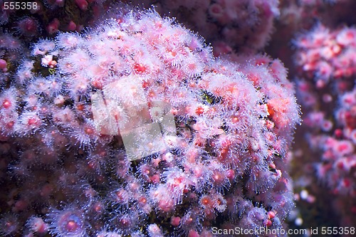 Image of sea pink flowers