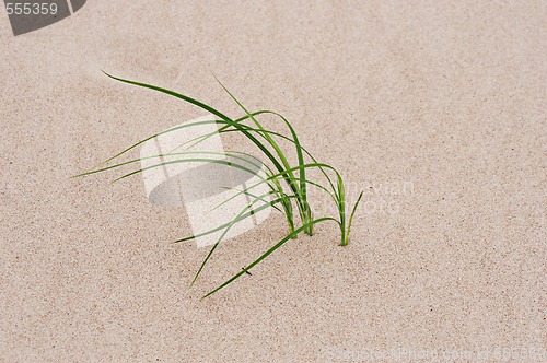 Image of grass through sand