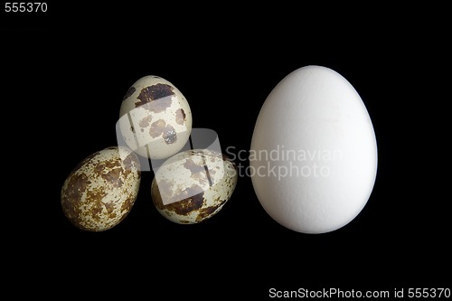 Image of funny eggs