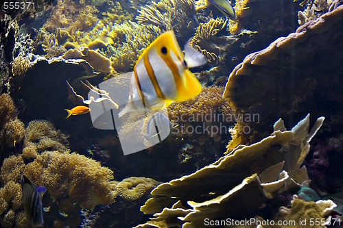 Image of clownfish