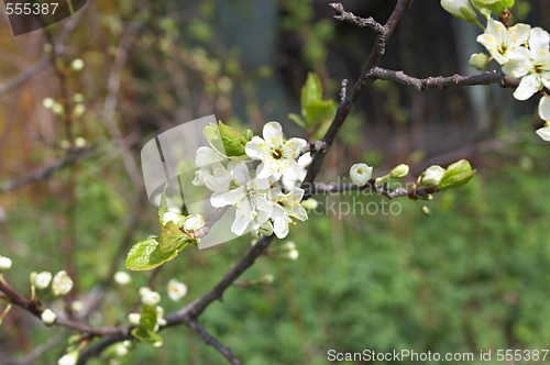 Image of spring blossom