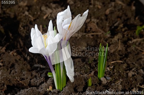 Image of spring flower