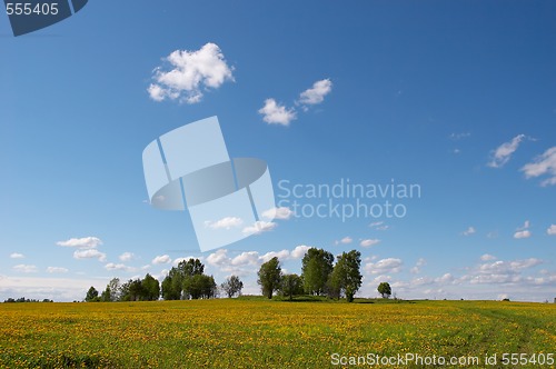 Image of dandelion meadow