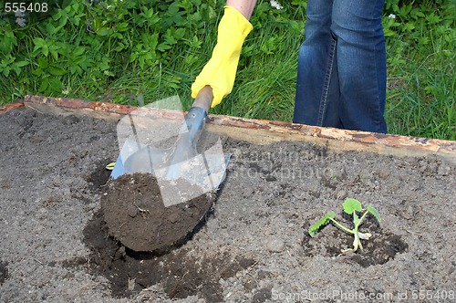 Image of garden work