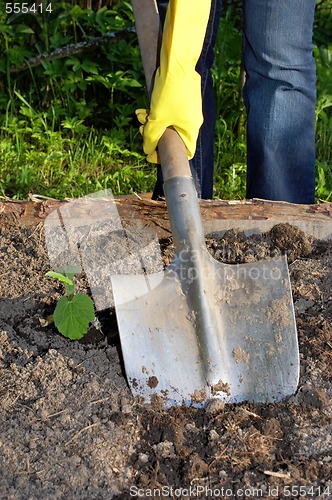 Image of digging by shovel