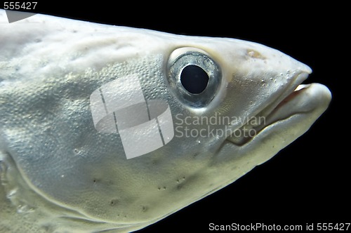 Image of ocean fish