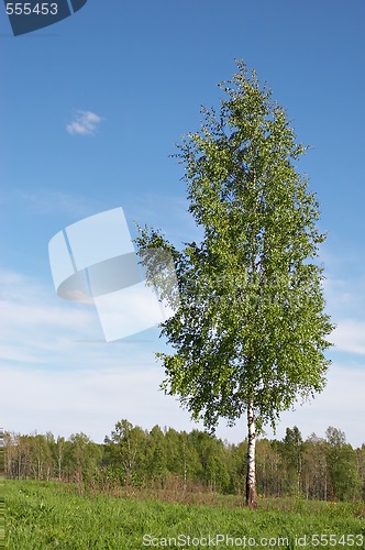 Image of lone birch