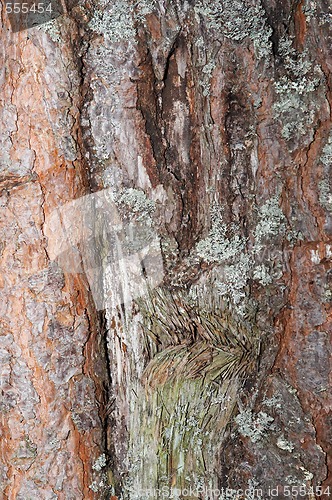 Image of face of tree