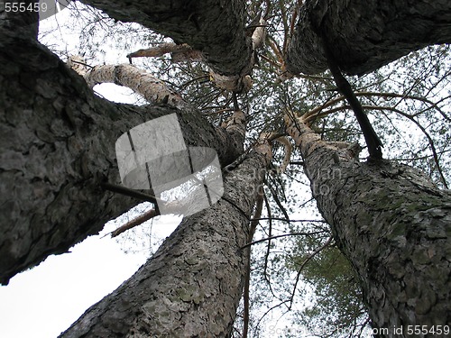 Image of five trees