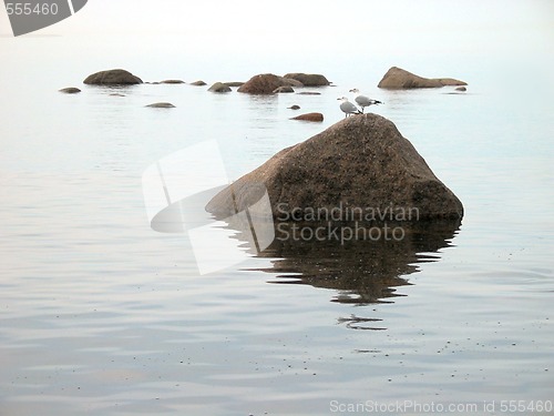 Image of two seagull