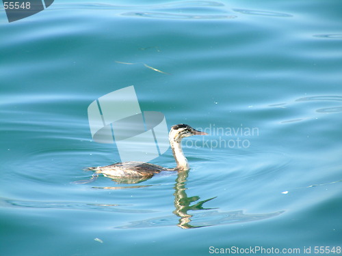 Image of little swan