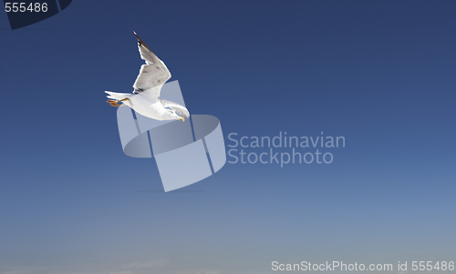 Image of sea-gull