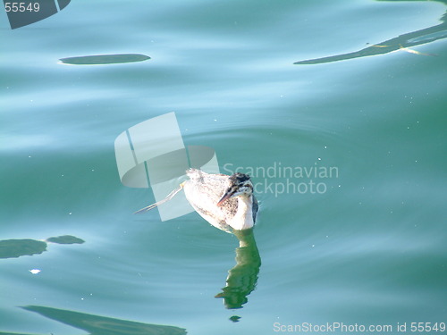 Image of little swan