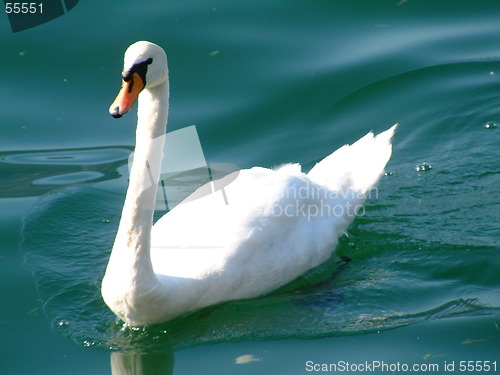 Image of cigno blanco