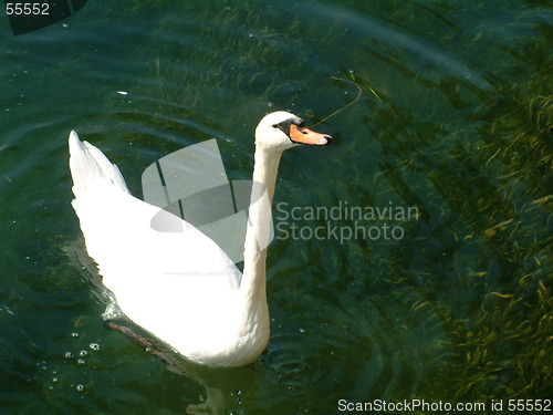 Image of nice swan