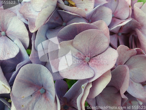 Image of hydrangea