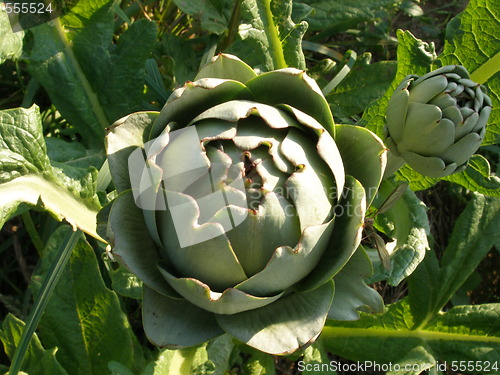 Image of artichoke