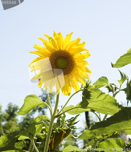 Image of sunflower